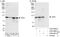 TATA-Box Binding Protein Associated Factor 5 antibody, A303-687A, Bethyl Labs, Western Blot image 