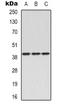 Complement C5a Receptor 1 antibody, orb339129, Biorbyt, Western Blot image 