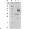 EK8 antibody, LS-C812452, Lifespan Biosciences, Western Blot image 