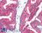 CD38 Molecule antibody, LS-B1955, Lifespan Biosciences, Immunohistochemistry frozen image 