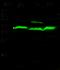 Adenosine Kinase antibody, 13149-RP02, Sino Biological, Western Blot image 