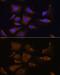 Ribosomal Protein S25 antibody, GTX66357, GeneTex, Immunocytochemistry image 