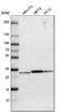 Purine Nucleoside Phosphorylase antibody, HPA001625, Atlas Antibodies, Western Blot image 
