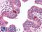 Ribonuclease L antibody, LS-C141104, Lifespan Biosciences, Immunohistochemistry frozen image 
