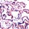 G Protein Subunit Beta 2 antibody, PA5-32433, Invitrogen Antibodies, Immunohistochemistry paraffin image 