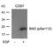 BCL2 Associated Agonist Of Cell Death antibody, NB100-81807, Novus Biologicals, Western Blot image 
