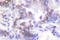 SUMO Specific Peptidase 6 antibody, AP06460PU-N, Origene, Immunohistochemistry frozen image 