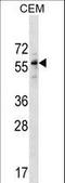 Diphthamide Biosynthesis 2 antibody, LS-C159485, Lifespan Biosciences, Western Blot image 