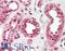 Sclerostin antibody, LS-B11640, Lifespan Biosciences, Immunohistochemistry frozen image 