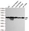 Akt antibody, TA346875, Origene, Western Blot image 
