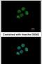 Core histone macro-H2A.2 antibody, PA5-30648, Invitrogen Antibodies, Immunofluorescence image 
