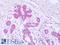 Syndecan Binding Protein antibody, LS-B8049, Lifespan Biosciences, Immunohistochemistry paraffin image 