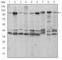 Fucose Kinase antibody, abx011701, Abbexa, Western Blot image 