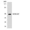 Secretion Regulating Guanine Nucleotide Exchange Factor antibody, LS-C200654, Lifespan Biosciences, Western Blot image 