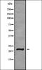 Glycoprotein Ib Platelet Subunit Beta antibody, orb338555, Biorbyt, Western Blot image 