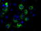 Mitochondrial Translational Release Factor 1 Like antibody, TA501004, Origene, Immunofluorescence image 