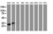 Jun Proto-Oncogene, AP-1 Transcription Factor Subunit antibody, LS-C175397, Lifespan Biosciences, Western Blot image 