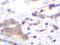 TNF-a antibody, PP1071P1, Origene, Immunohistochemistry paraffin image 