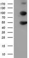 Histidyl-TRNA Synthetase 2, Mitochondrial antibody, LS-C173488, Lifespan Biosciences, Western Blot image 