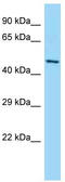 G-Patch Domain Containing 2 antibody, TA344940, Origene, Western Blot image 