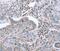 Early growth response protein 4 antibody, PA5-50496, Invitrogen Antibodies, Immunohistochemistry frozen image 