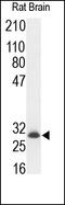 Neurotrophin 3 antibody, 251883, Abbiotec, Western Blot image 