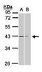 Galanin Receptor 2 antibody, orb73590, Biorbyt, Western Blot image 