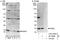 Ring Finger Protein 5 antibody, A303-594A, Bethyl Labs, Immunoprecipitation image 