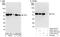Trafficking From ER To Golgi Regulator antibody, A302-343A, Bethyl Labs, Western Blot image 