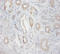 Zinc Finger Protein 91 antibody, orb243399, Biorbyt, Immunohistochemistry paraffin image 