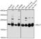 Ribosomal Protein L17 antibody, GTX66472, GeneTex, Western Blot image 