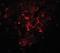 Protein transport protein Sec16B antibody, orb94365, Biorbyt, Immunofluorescence image 