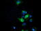 Elf1 antibody, TA501460, Origene, Immunofluorescence image 