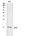 Synuclein antibody, STJ97684, St John