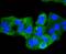 Cadherin 1 antibody, A00063-1, Boster Biological Technology, Immunocytochemistry image 