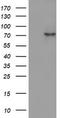 2'-5'-Oligoadenylate Synthetase 2 antibody, CF802770, Origene, Western Blot image 