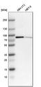Neurochondrin antibody, HPA023676, Atlas Antibodies, Western Blot image 