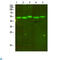 Mitochondrially Encoded Cytochrome B antibody, LS-C813396, Lifespan Biosciences, Western Blot image 