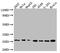  antibody, CSB-RA253477A0HU, Cusabio, Western Blot image 
