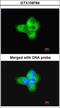 alpha-Tubulin antibody, LS-C186026, Lifespan Biosciences, Immunocytochemistry image 
