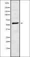 Vanin 2 antibody, orb337833, Biorbyt, Western Blot image 