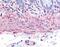 Tachykinin Receptor 2 antibody, MBS395880, MyBioSource, Immunohistochemistry frozen image 