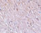 Tetratricopeptide repeat protein 5 antibody, LS-C19472, Lifespan Biosciences, Immunohistochemistry frozen image 