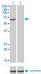 FA Complementation Group G antibody, LS-C197194, Lifespan Biosciences, Western Blot image 