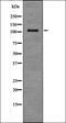 Steroid 5 Alpha-Reductase 2 antibody, orb337257, Biorbyt, Western Blot image 