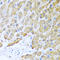 C-C Motif Chemokine Ligand 8 antibody, A03237, Boster Biological Technology, Immunohistochemistry frozen image 
