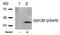 Glycogen Synthase Kinase 3 Beta antibody, AP02304PU-N, Origene, Western Blot image 