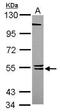 BLK Proto-Oncogene, Src Family Tyrosine Kinase antibody, PA5-77878, Invitrogen Antibodies, Western Blot image 