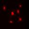 E1A Binding Protein P300 antibody, orb338850, Biorbyt, Immunofluorescence image 