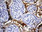 Plasminogen antibody, LS-C795555, Lifespan Biosciences, Immunohistochemistry paraffin image 